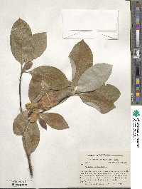 Magnolia virginiana image