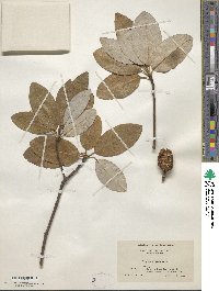 Magnolia virginiana image