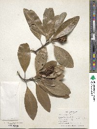 Magnolia virginiana image