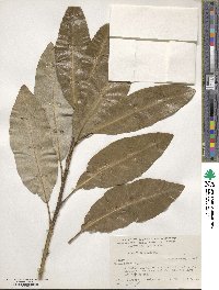 Magnolia virginiana image