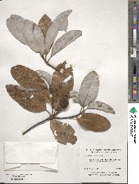 Magnolia virginiana image