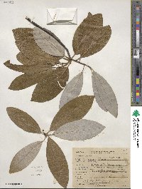 Magnolia virginiana image