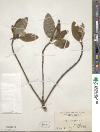 Magnolia virginiana image
