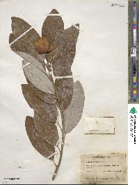 Magnolia virginiana image