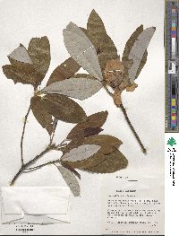 Magnolia virginiana image