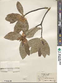 Magnolia virginiana image