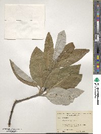 Magnolia virginiana image