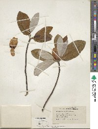 Magnolia virginiana image