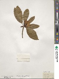 Magnolia virginiana image