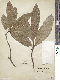 Magnolia virginiana image