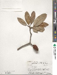 Magnolia virginiana image