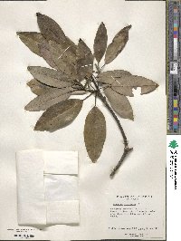 Magnolia virginiana image
