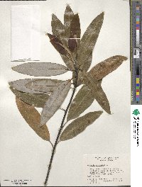 Magnolia virginiana image