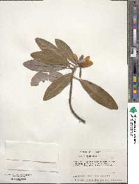 Magnolia virginiana image