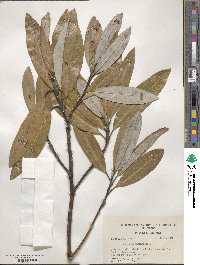 Magnolia virginiana image