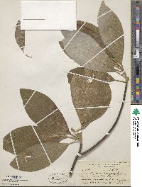 Magnolia virginiana image
