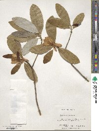 Magnolia virginiana image