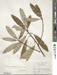 Magnolia virginiana image