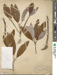 Magnolia virginiana image