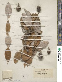 Magnolia virginiana image