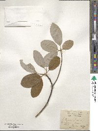 Magnolia virginiana image