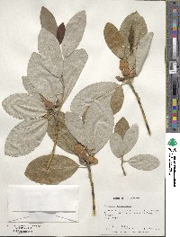 Magnolia virginiana image