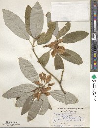 Magnolia virginiana image