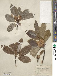 Magnolia virginiana image