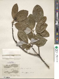 Magnolia virginiana image