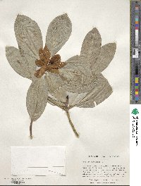 Magnolia virginiana image