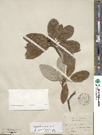 Magnolia virginiana image