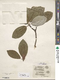 Magnolia virginiana image