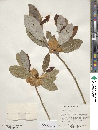 Magnolia virginiana image