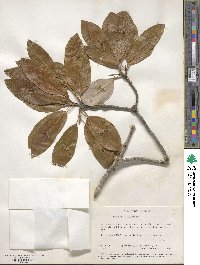 Magnolia virginiana image