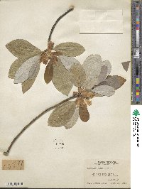 Magnolia virginiana image