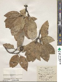 Magnolia virginiana image