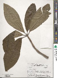 Magnolia tripetala image