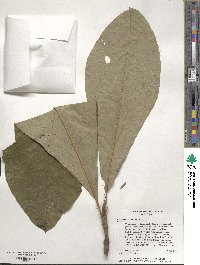 Magnolia tripetala image