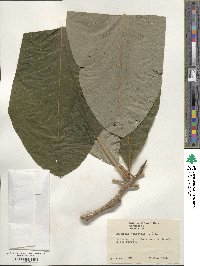 Magnolia tripetala image