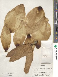 Magnolia macrophylla image