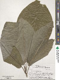 Magnolia macrophylla image