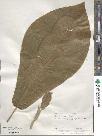 Magnolia macrophylla image