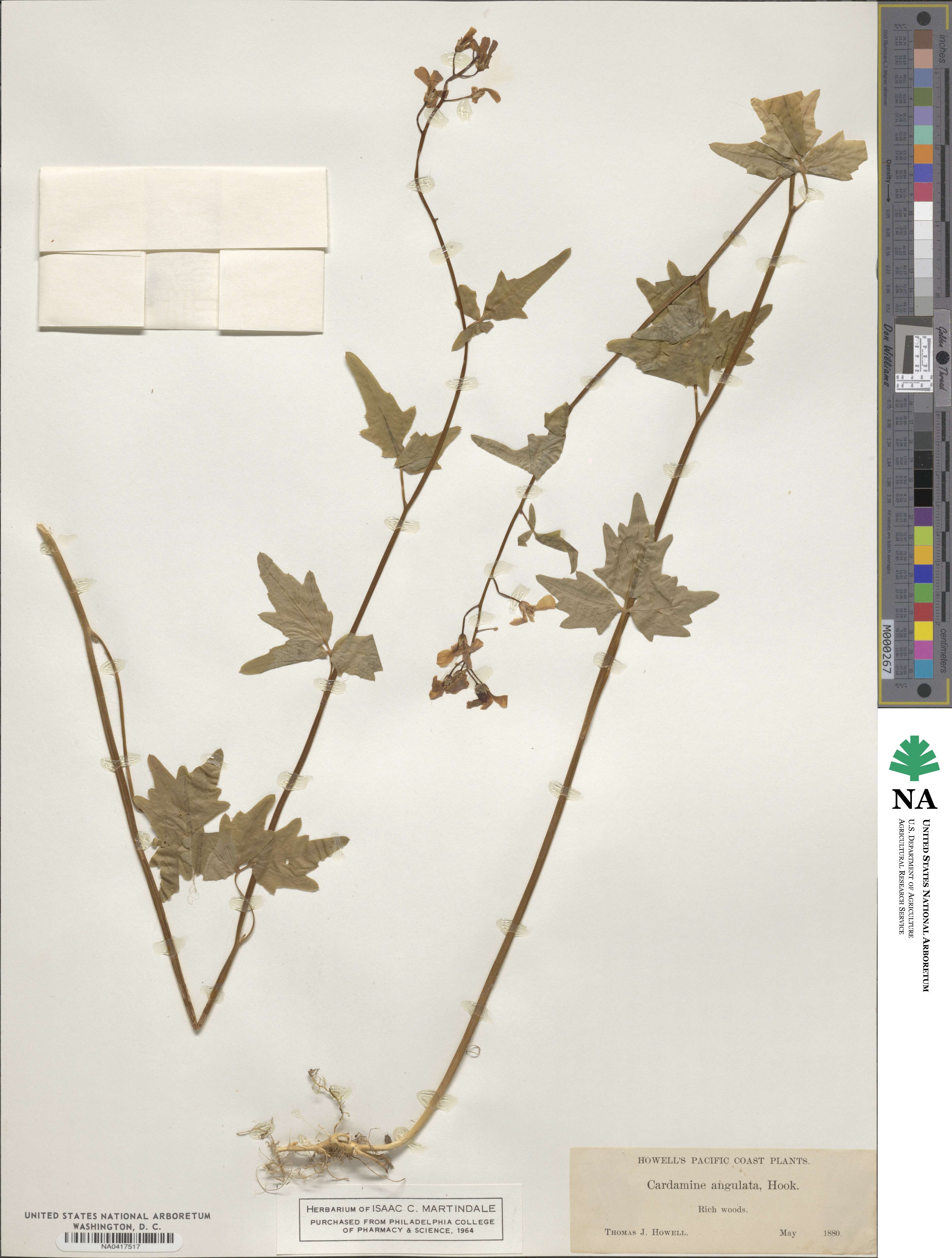 Cardamine angulata image