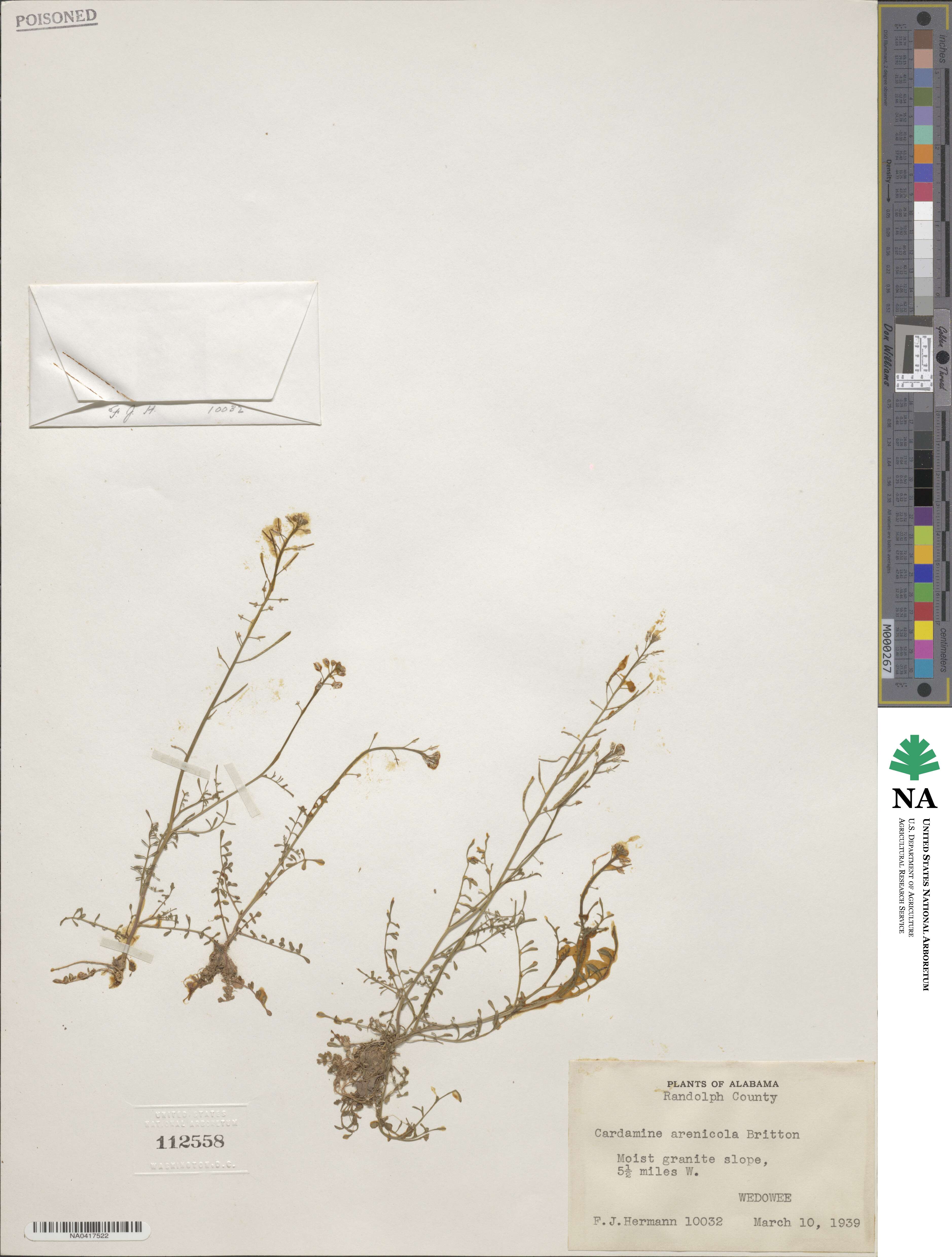 Cardamine parviflora image