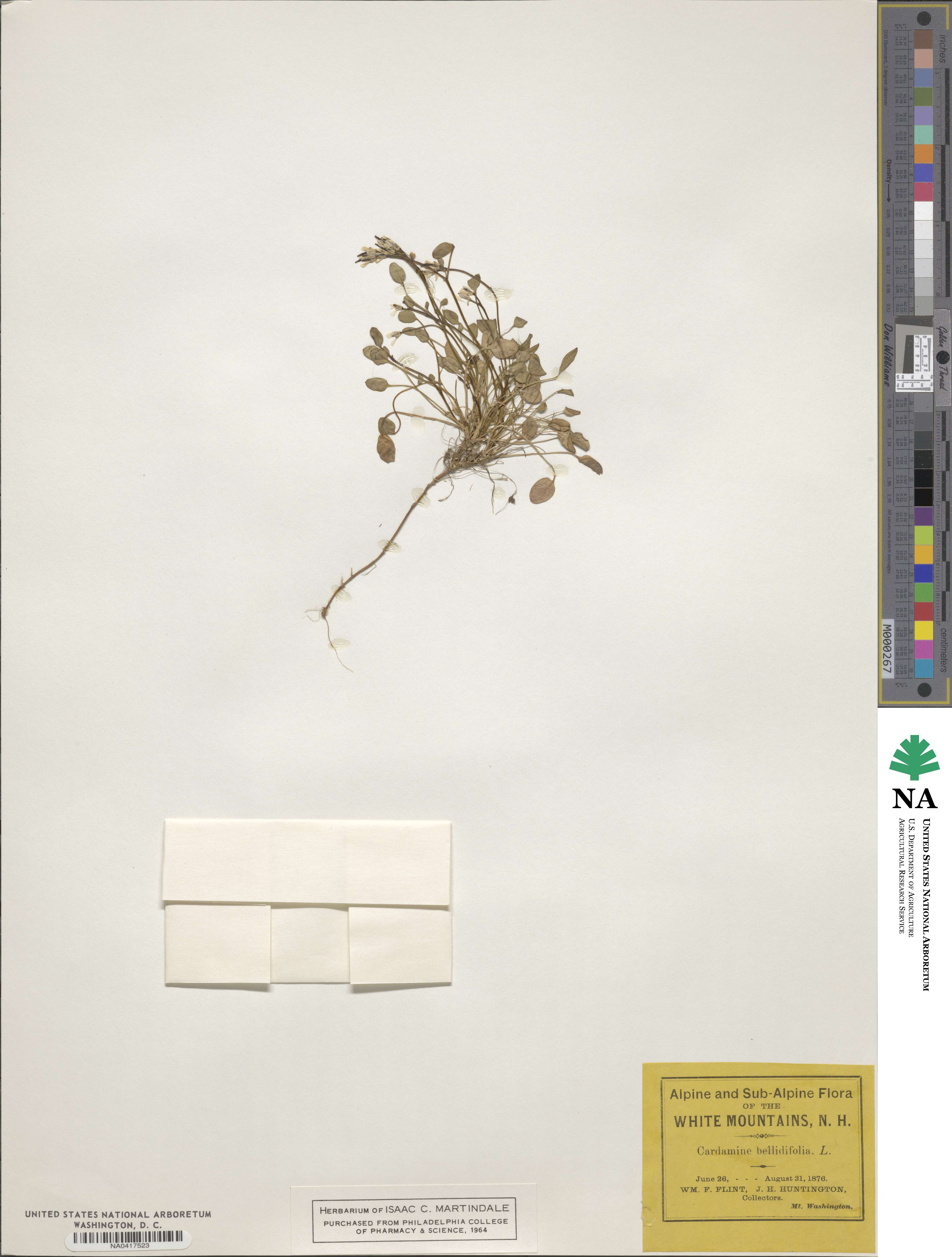 Cardamine bellidifolia image