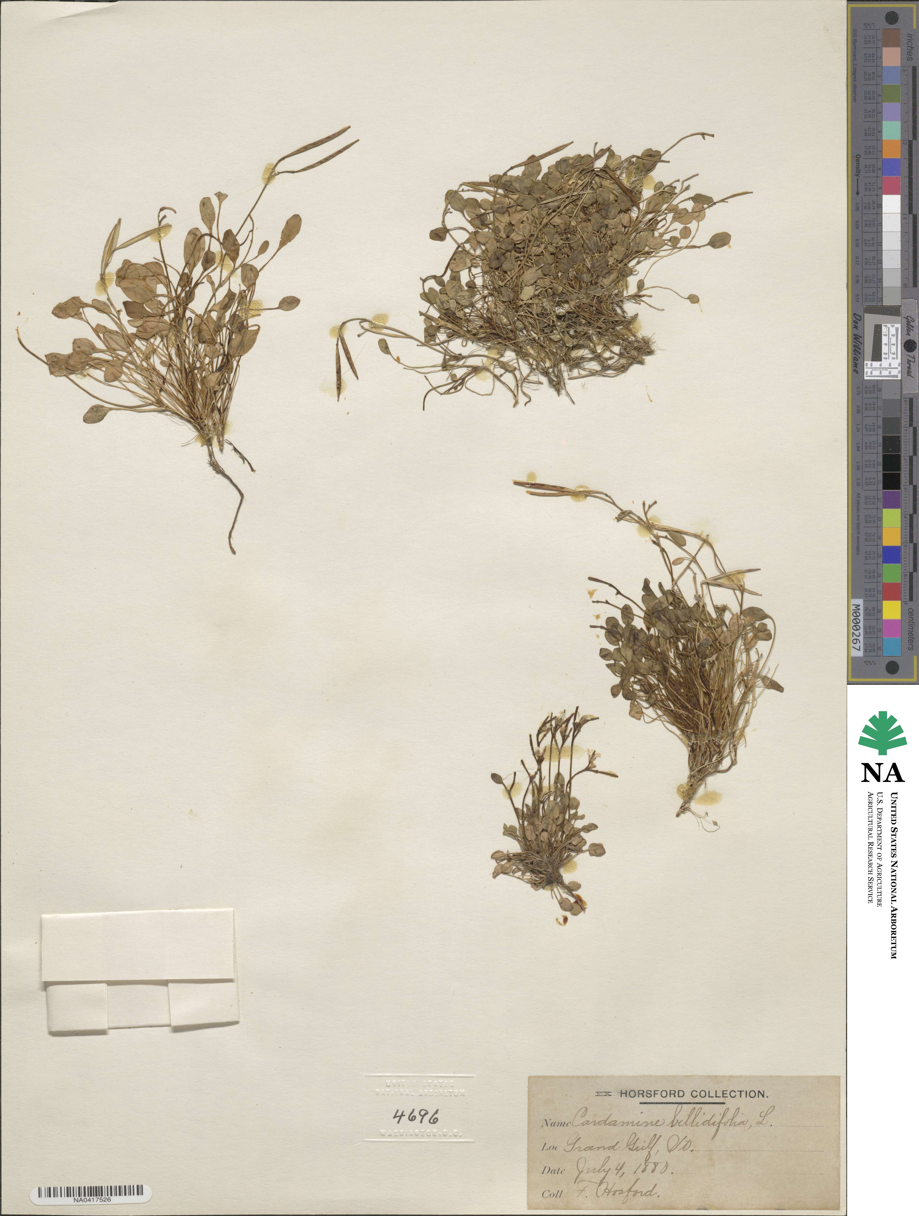 Cardamine bellidifolia image