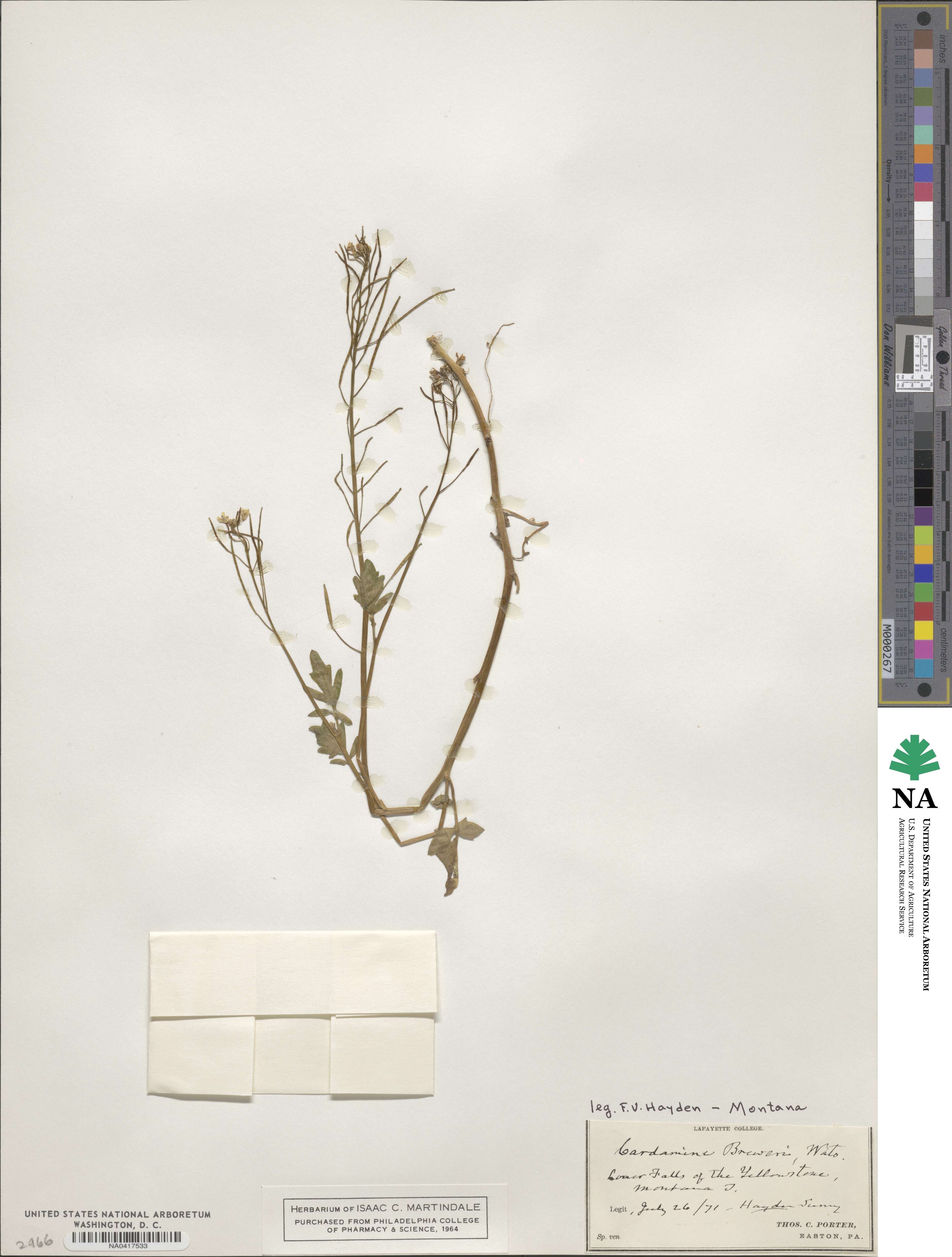 Cardamine breweri image