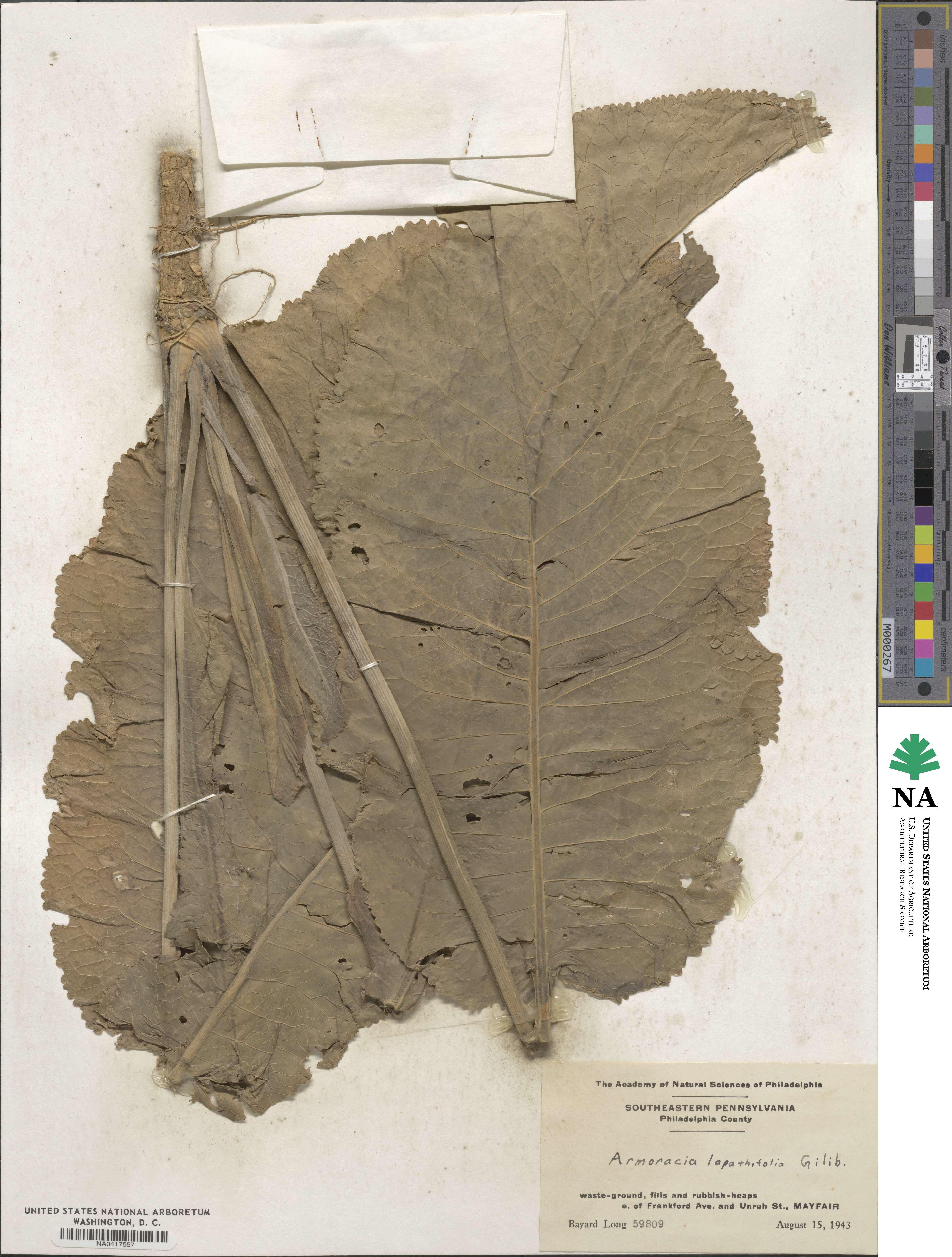 Armoracia rusticana image