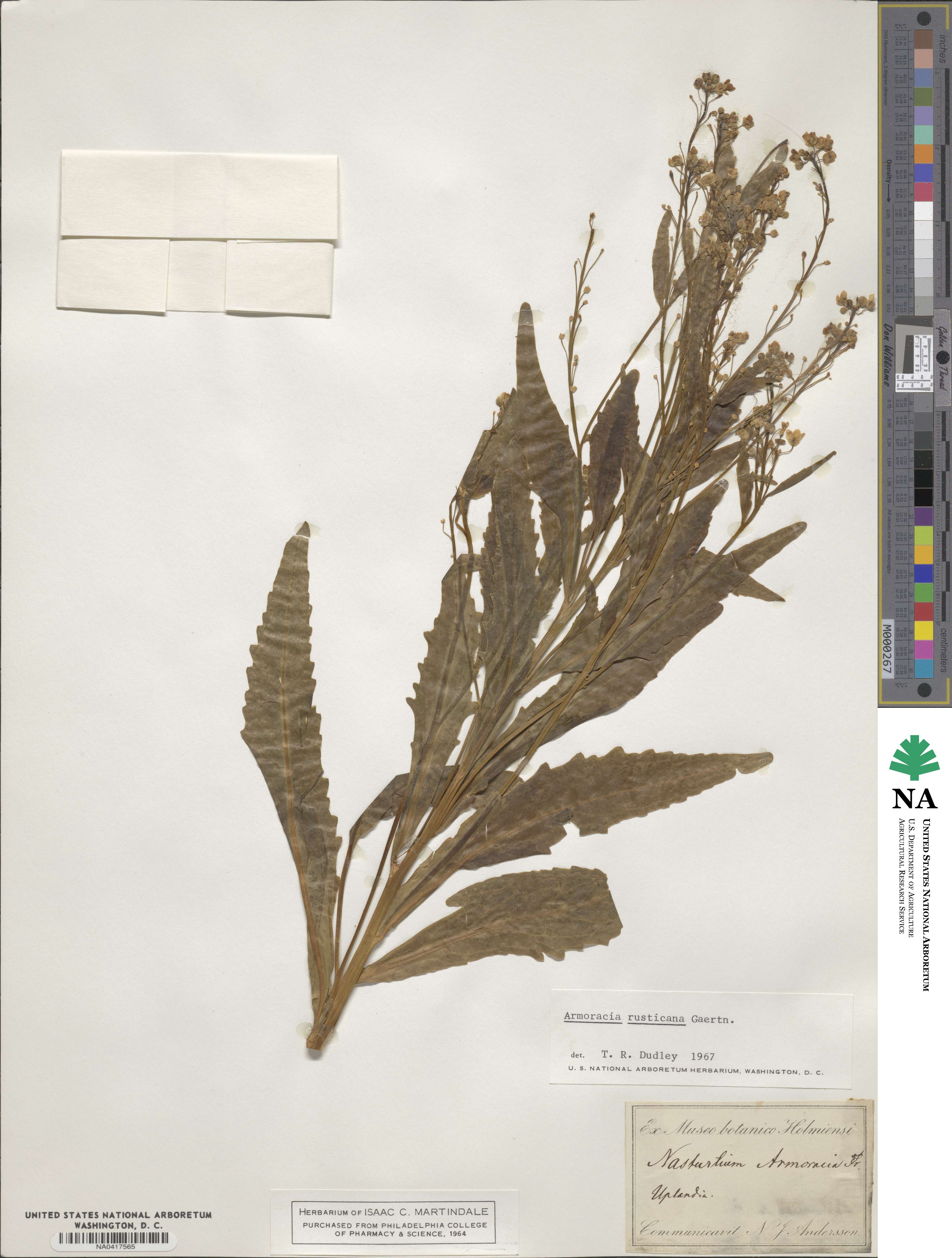 Armoracia rusticana image