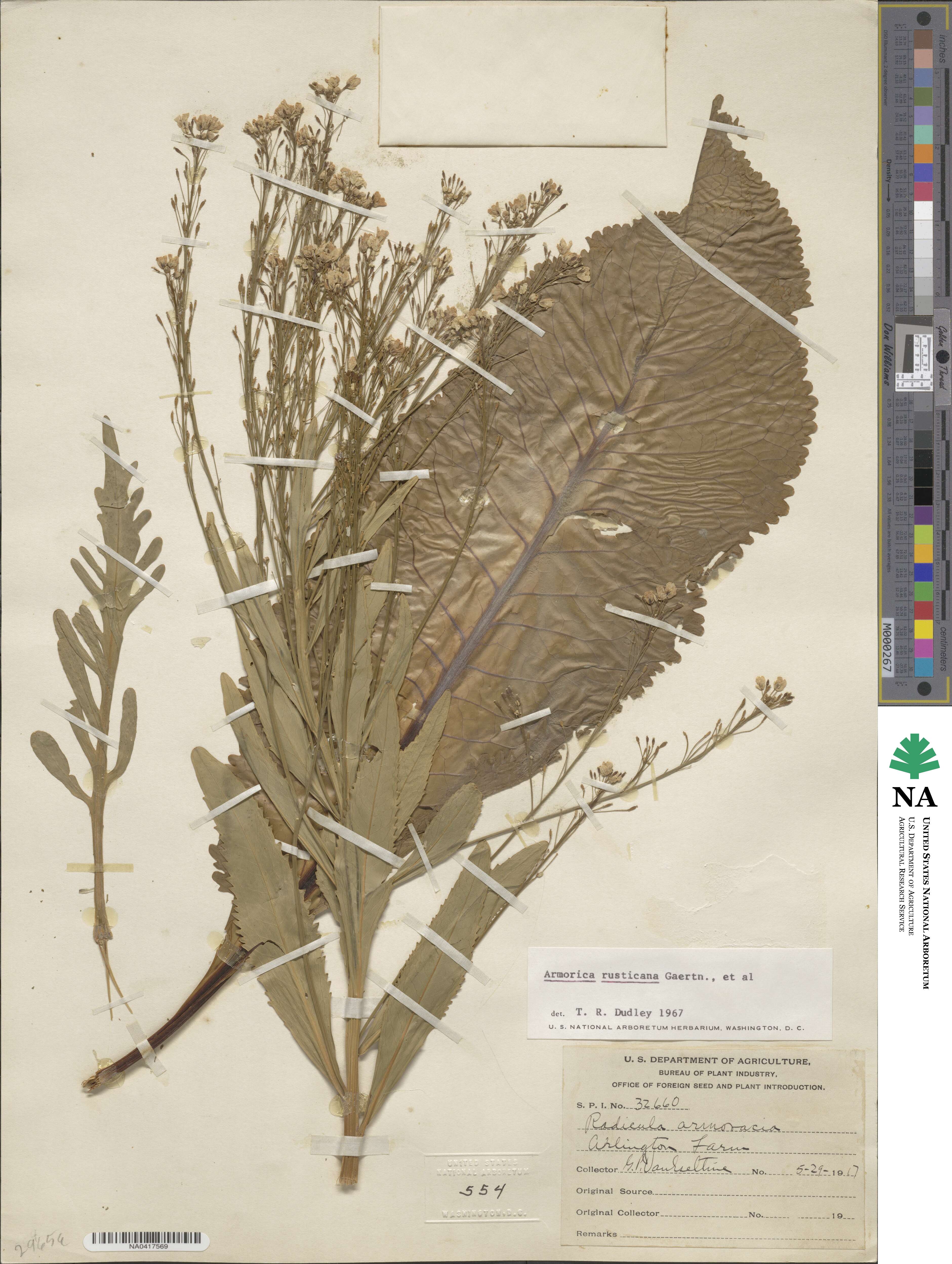 Armoracia rusticana image